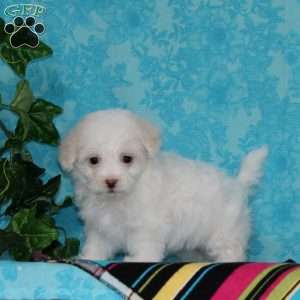 Jayne, Maltipoo Puppy